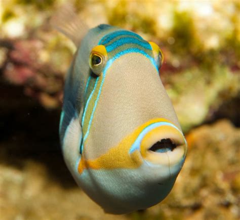 hawaii national fish|Reef triggerfish .